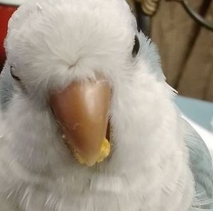 Meet your Posher, Lesley